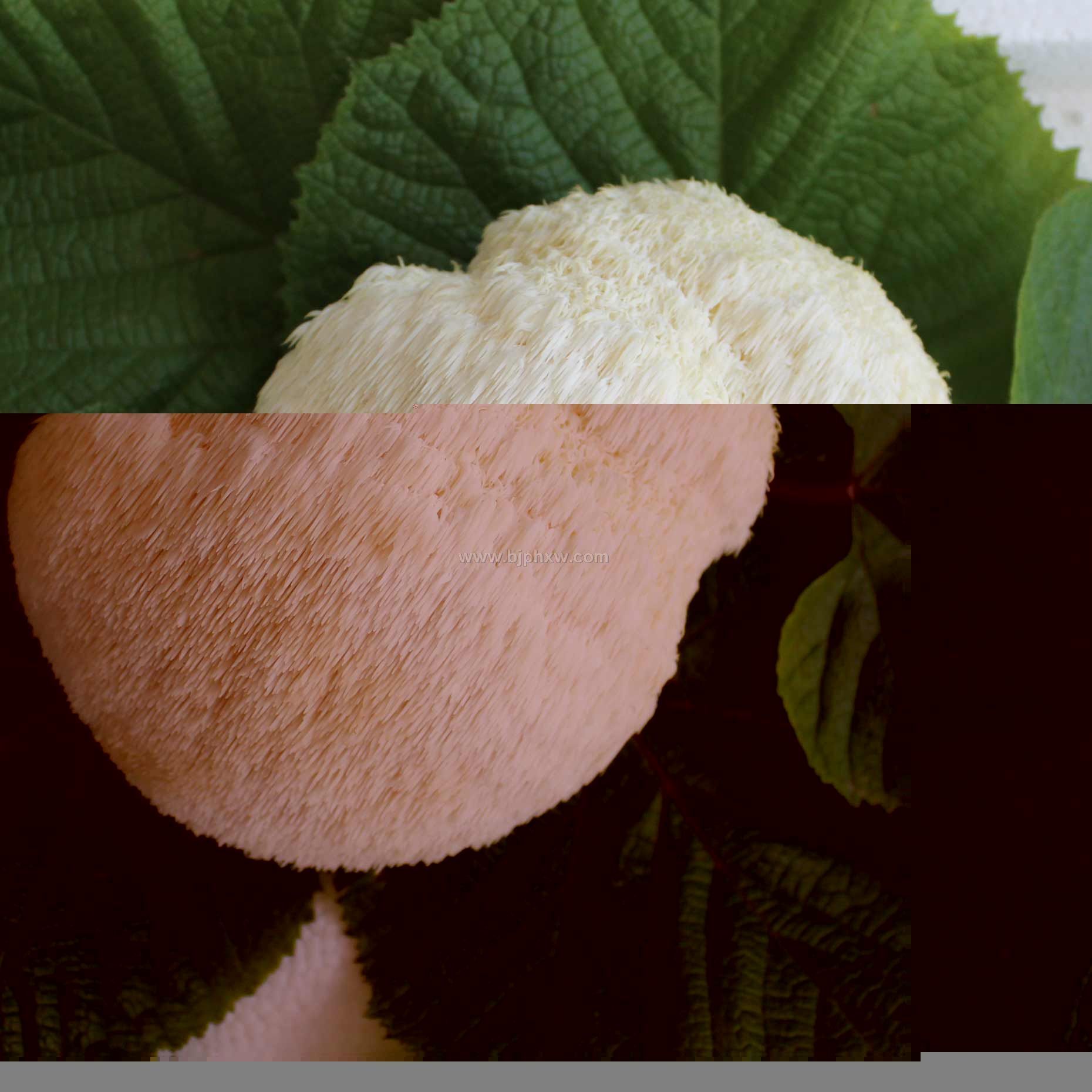 厂家供应东北猴头菇——会销保健品招商